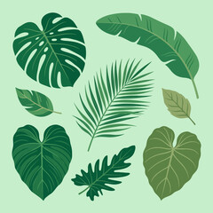 Collection of various green tropical leaves on a light background © nana