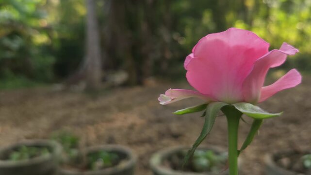 Blooming pink rose (Rosa spp.) in a garden with a soft natural bokeh background. Elegant petals and delicate pastel colors symbolize love, romance, beauty, elegance, freshness. For Valentine's Day