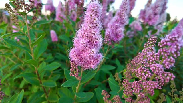 Pink spirea flowers blooming in green garden bed during day. Spiraea douglasii, Rose spirea