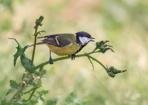 A great tit, Parus major, foraging on a plant stalk and eating an aphid, gleaning is a feeding strategy by birds, Mallorca, Spain 