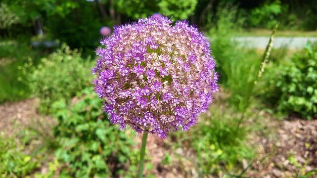 Purple allium flower head gently swaying in garden bed. Allium ampeloprasum, Wild Leek