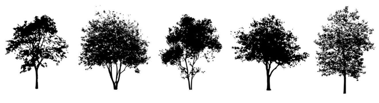 Vector set of trees in elevation view for architectural drawings - isolated on transparent background
