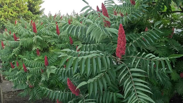 Staghorn Sumac Velvet Burgundy Fruit Cones Swaying in Gentle Wind