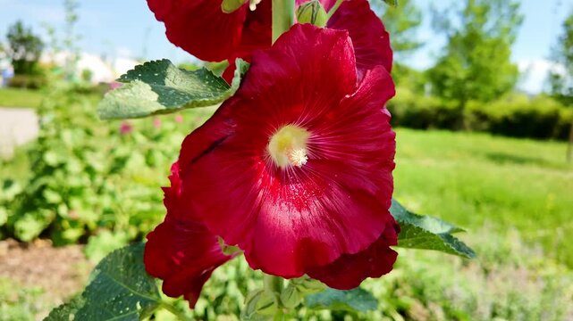 Red hollyhock flower opening in sunlit suburban garden close up