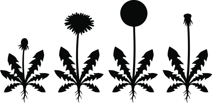 Dandelion life cycle growth stages from bud to seed vector