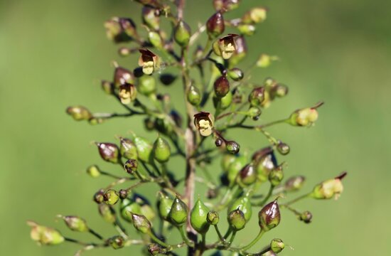 Scrophularia nodosa (figwort) wild flowering plant