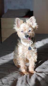 elderly dog with missing teeth sits on bed with tongue out. toothless elderly dog shows tongue due to lack of teeth. resting elderly dog displays toothless mouth