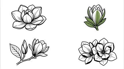 A collection of hand drawn magnolia flower illustrations © gery