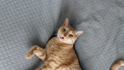 A ginger cat lies on a blanket and looks at the camera © Vadzim
