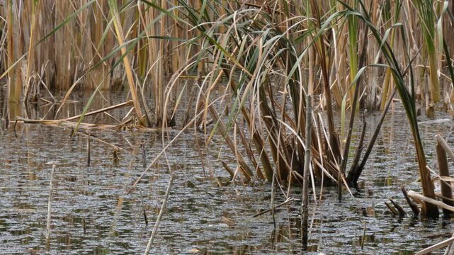 Broadleaf cattail (Typha latifolia) dry brown stalks standing in quiet shallow fen water, camera pan. Medium shot, soft light overcast atmosphere. Flora lifecycle and botanical growth.