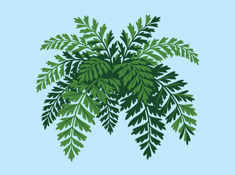 Green fern leaves are isolated on a light blue background