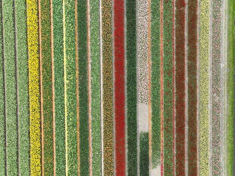 Aerial view of vibrant, multi-colored tulip fields arranged in parallel rows in Lisse, South Holland, Netherlands.
