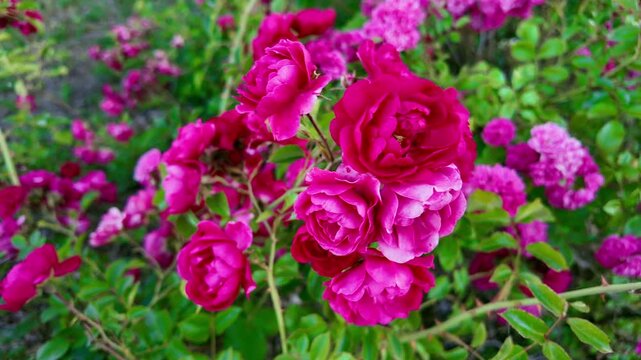 Pink rose cluster blooming on garden bush close up during day. Rosa gallica, French rose