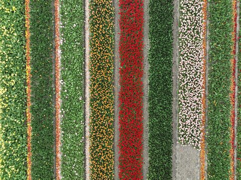 Aerial view of vibrant rows of colorful tulips in full bloom, showcasing geometric patterns of red, yellow, and pink flowers in the agricultural fields of Lisse, South Holland, Netherlands.