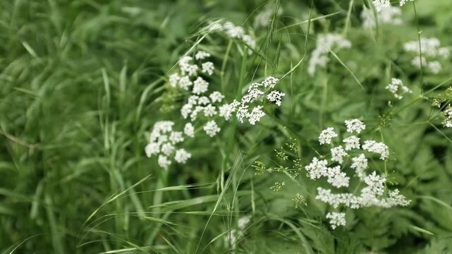 White umbel wildflowers (cow parsley or wild chervil) blooming amidst lush, vibrant green meadow grass. Biodiversity, environmental themes, botany, organic growth, and refreshing spring or summertime.