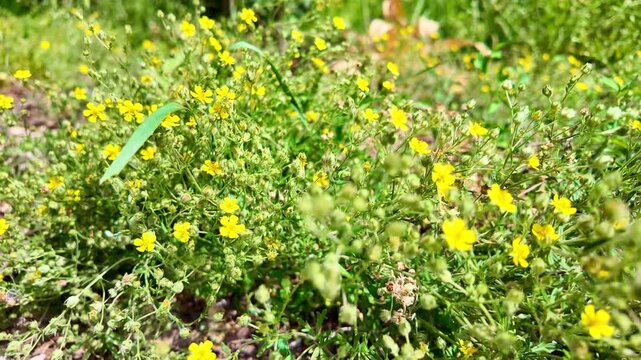 Low growing yellow wildflowers swaying in grassy field closeup. Potentilla argentea, Hoary cinquefoil