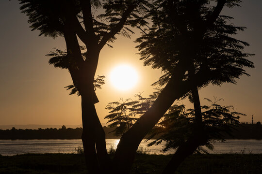 Doum fruit tree Hyphaene thebaica on riverbank of large river at sunset dusk in silhouette with sun framed by branches