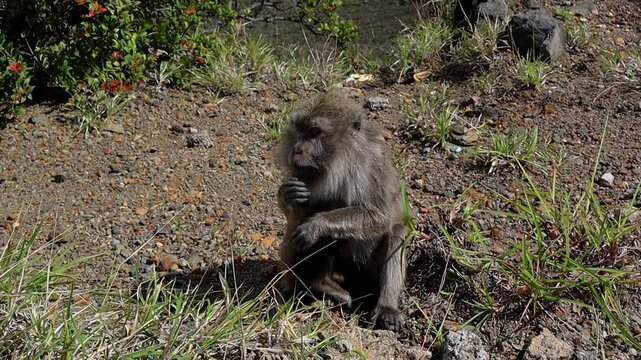Long-Tailed Macaque Eating Biscuit in Kelimutu Lake, Flores, Indonesia