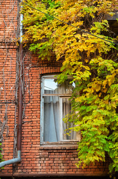 Vintage window with autumn ivy reflects rustic charm
