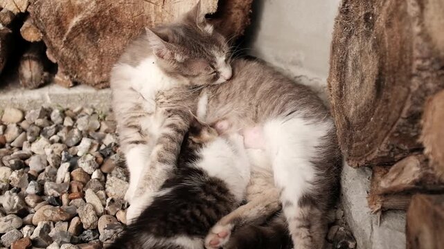 A heartwarming shot of a mother cat lying peacefully nursing her tiny kitten. Maternal care, animal behaviour, veterinary topics, pet welfare, and heartwarming rural lifestyle scenes