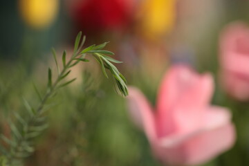 花期が近づき苗の先が垂れはじめた宿根亜麻 © akht.mymt