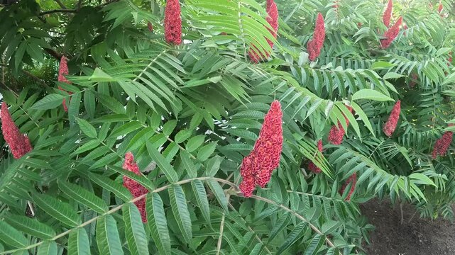 Velvety burgundy fruit clusters of the staghorn sumac, swaying in the gentle breeze