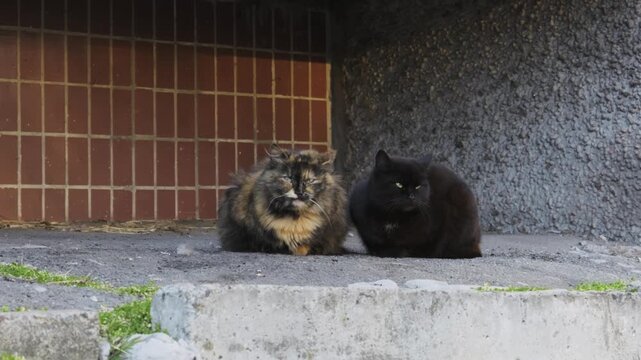 Two stray cats, one black and one fluffy tortoiseshell, rest together on a concrete surface against an urban tiled wall. Concept of street animals, feline companionship, and animal rescue.