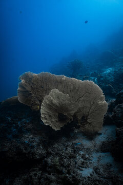 Giant sea fan coral growing on an underwater reef drop-off in blue ocean.