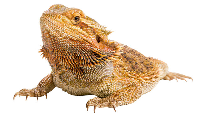 Bearded dragon lizard with spiky scales and orange coloration