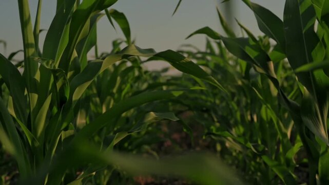 Camera moves through green corn rows at sunset, highlighting corn cultivation across healthy farmland. Rich vegetation, natural light, thriving maize crop support agriculture, corn production,farming 