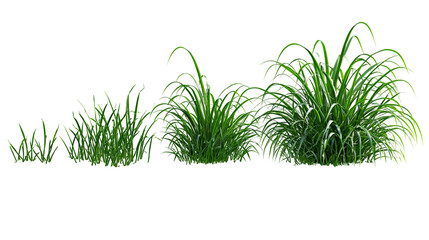 Green grass clumps of varying sizes and density © Lubos