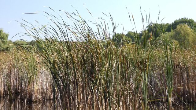 Common bulrush (Typha latifolia) tall green reeds reaching towards clear sky and swaying in wind. Medium shot, bright sunlight atmosphere. Intricacy and sustainability.
