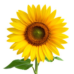 Obraz premium Bright Yellow Sunflower Isolated on Transparent Background