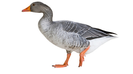 Greylag goose bird with orange beak and feet © Lubos