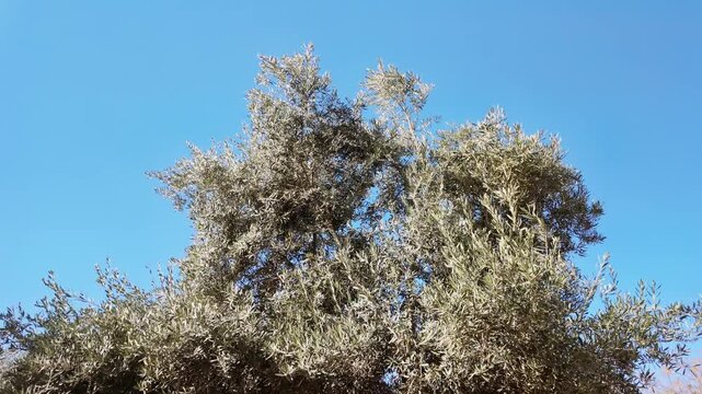 Tilt up shot revealing full crown of mature olive tree with silver-green foliage against clear blue sky in turkey.