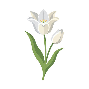 A beautiful white tulip flower illustration on white