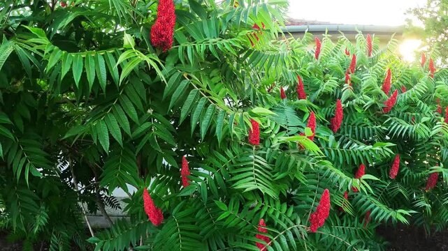 velvety burgundy fruit clusters of the staghorn sumac, swaying in the gentle breeze