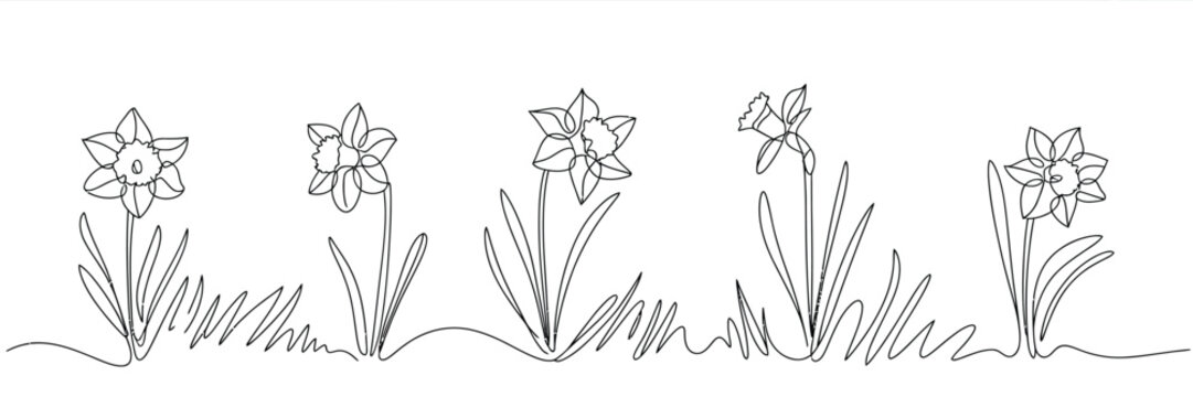 Hand drawn daffodil flowers line art illustration
