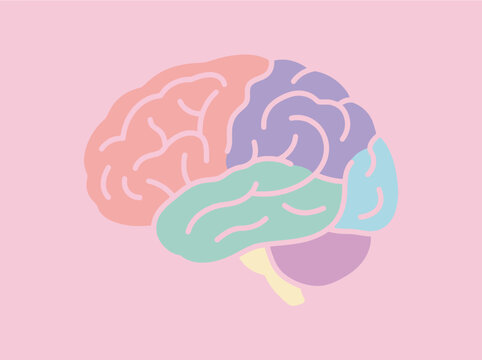 Colorful human brain diagram with pastel lobes on pink background