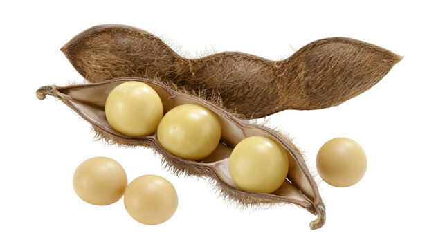 Soybean pod with seeds, close-up view