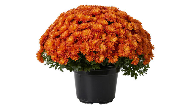 Orange Chrysanthemum Flowers in Black Pot