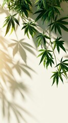 Fototapeta premium Green cannabis leaves casting botanical shadows on warm cream background with copy space