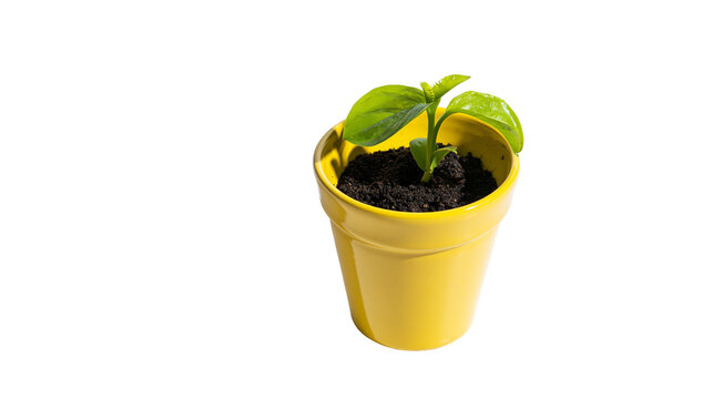 Small green seedling growing in a yellow pot with dark soil