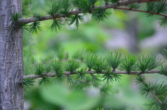 Larix decidua or  Larch tree trunk and branches with soft needles.Nature summer forest conifer trees natural environment 