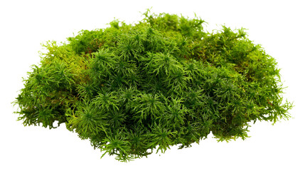 Green sphagnum moss clump with fine texture © Elvin