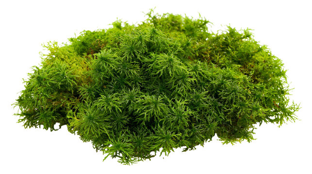 Green sphagnum moss clump with fine texture