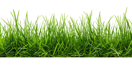 Lush green grass blades close-up © Elvin