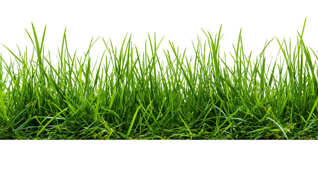 Lush green grass blades close-up