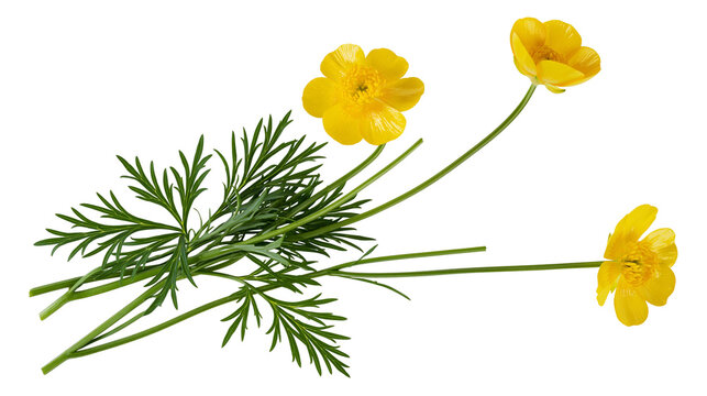 Three yellow buttercup flowers with green leaves and stems