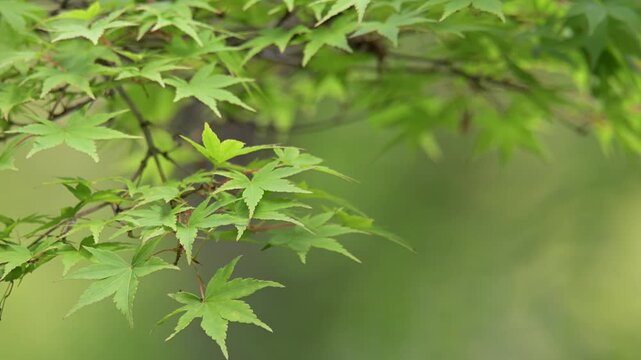 風で静かに揺れる新緑の青紅葉